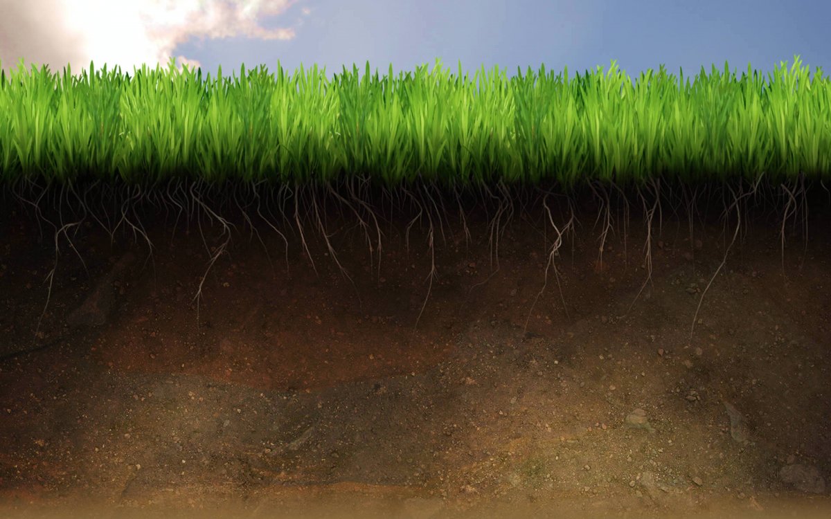 Почва для газона