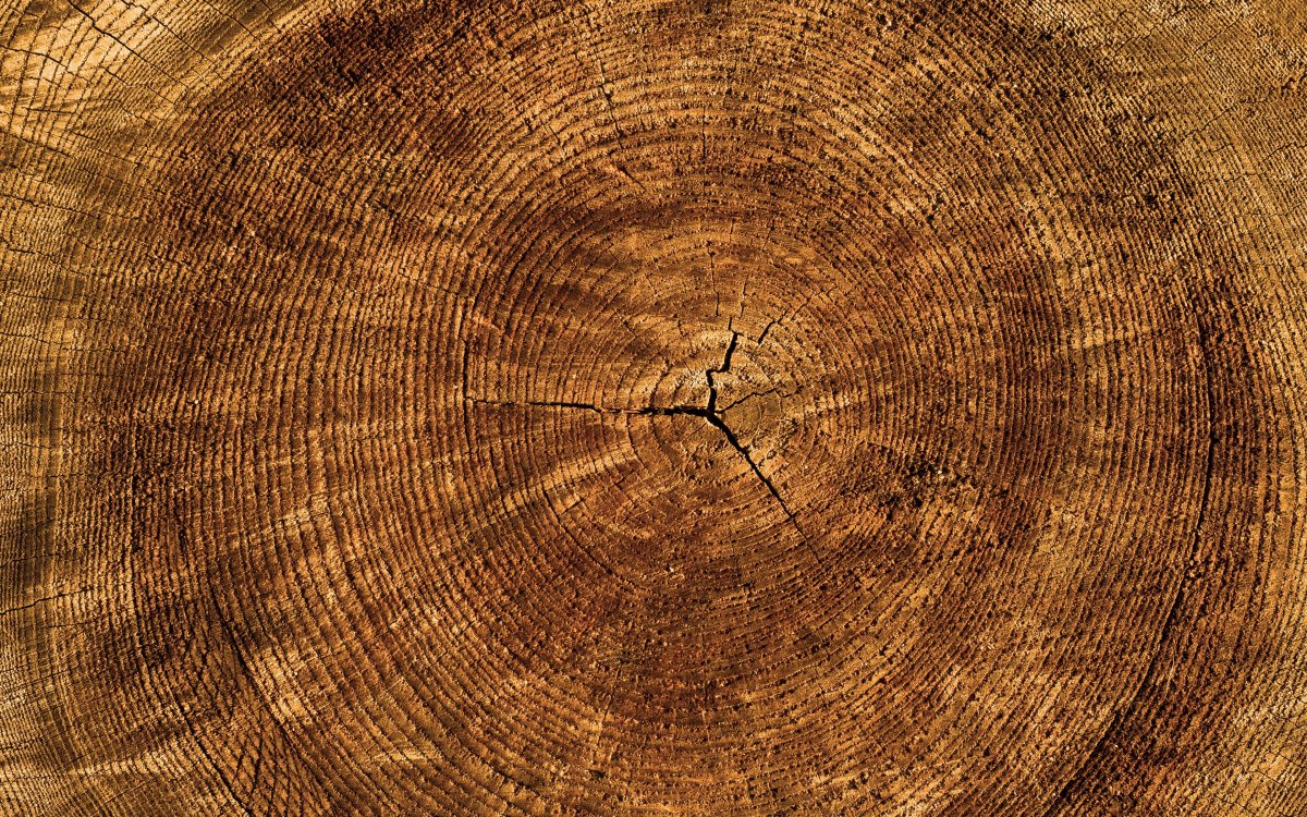 Срез бревна