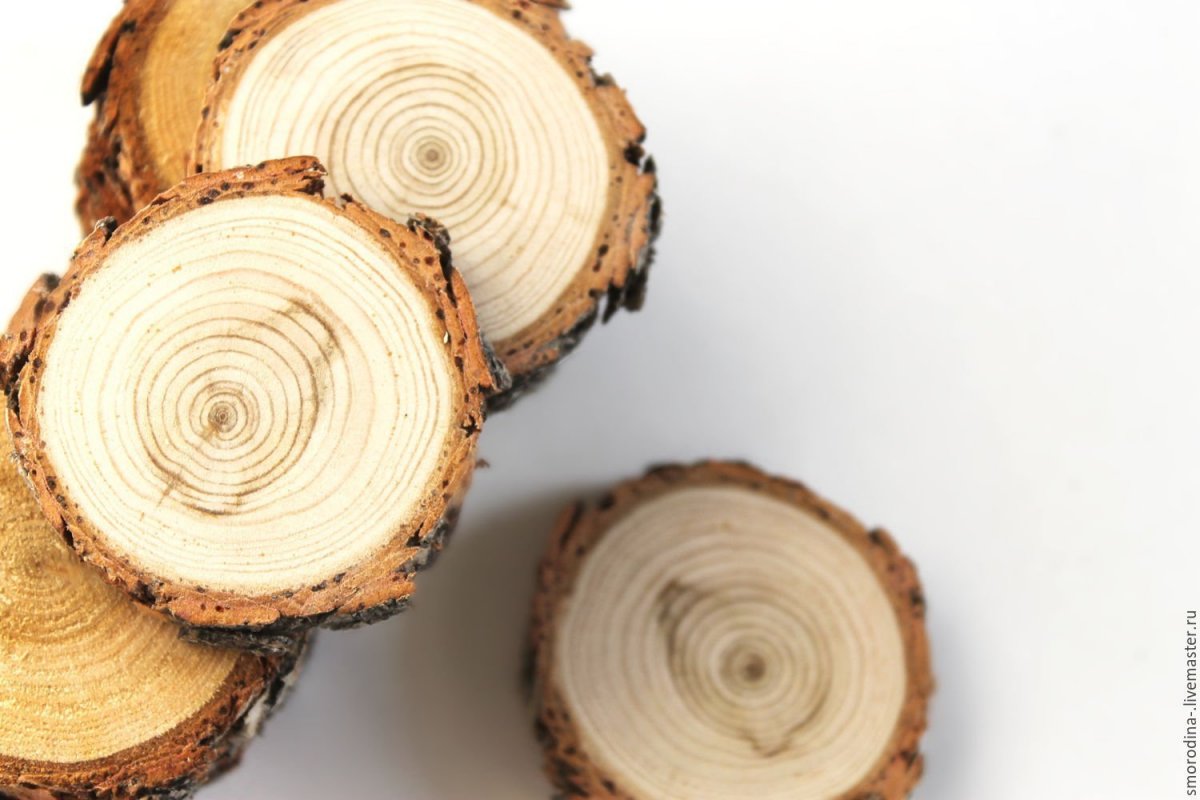 Спил кедра Сибирского
