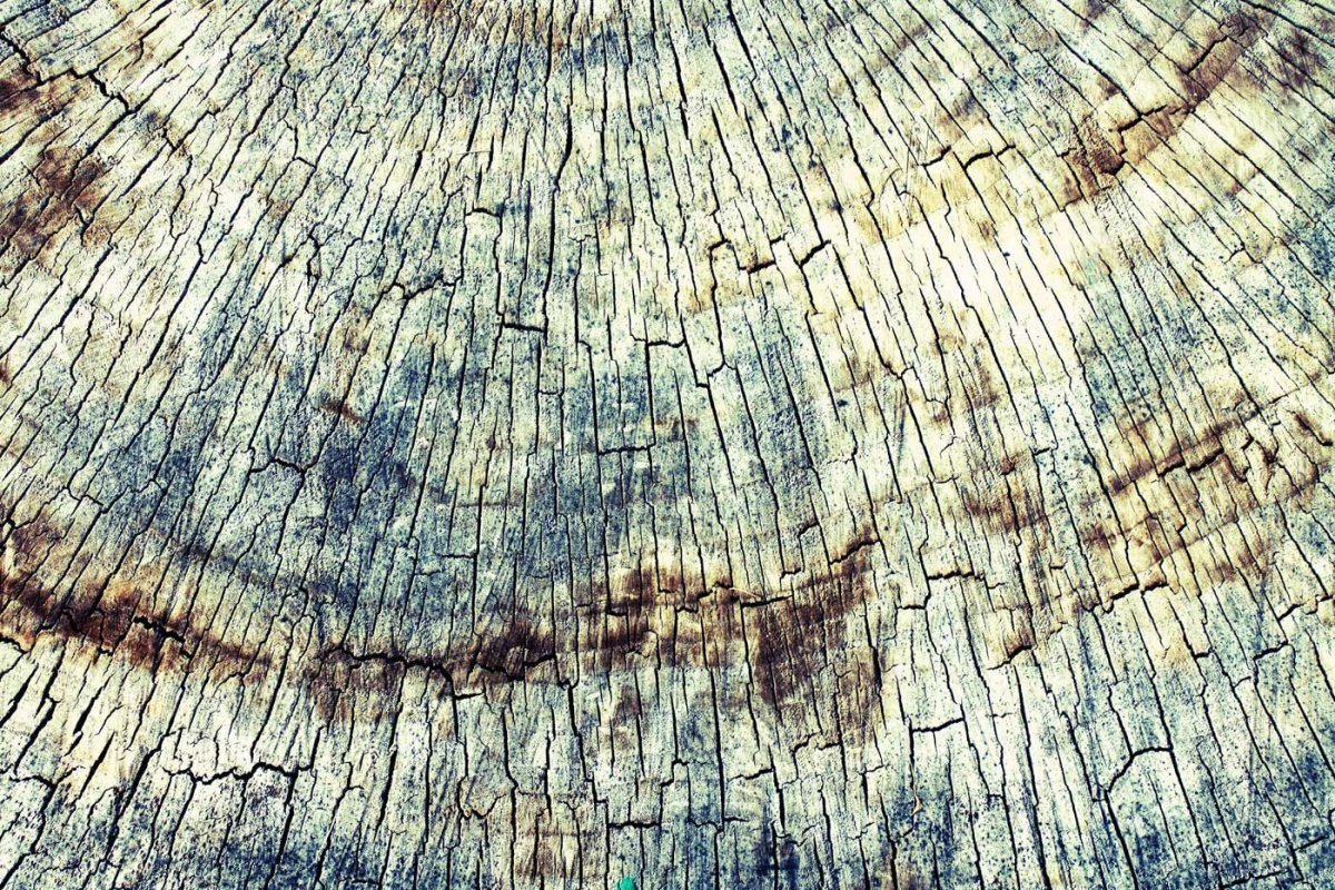 Срез старого дерева