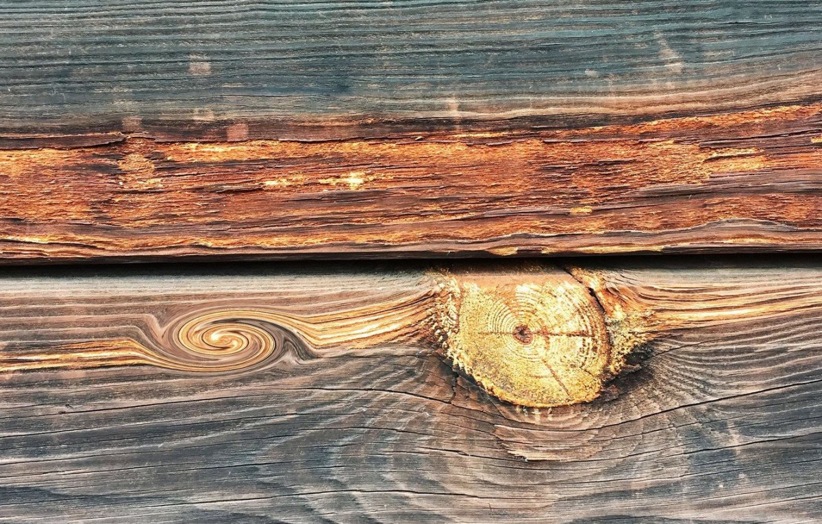 Срез дерева доска