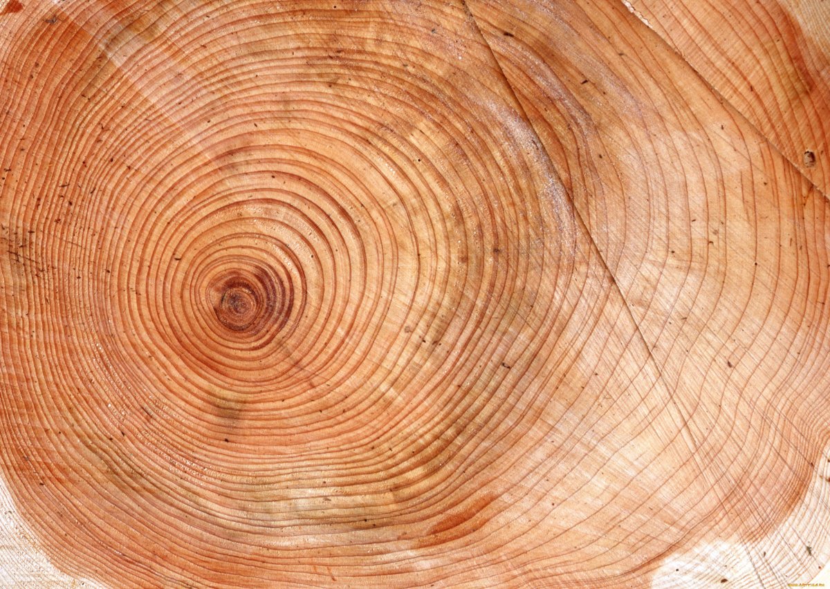 Граб древесина в срез