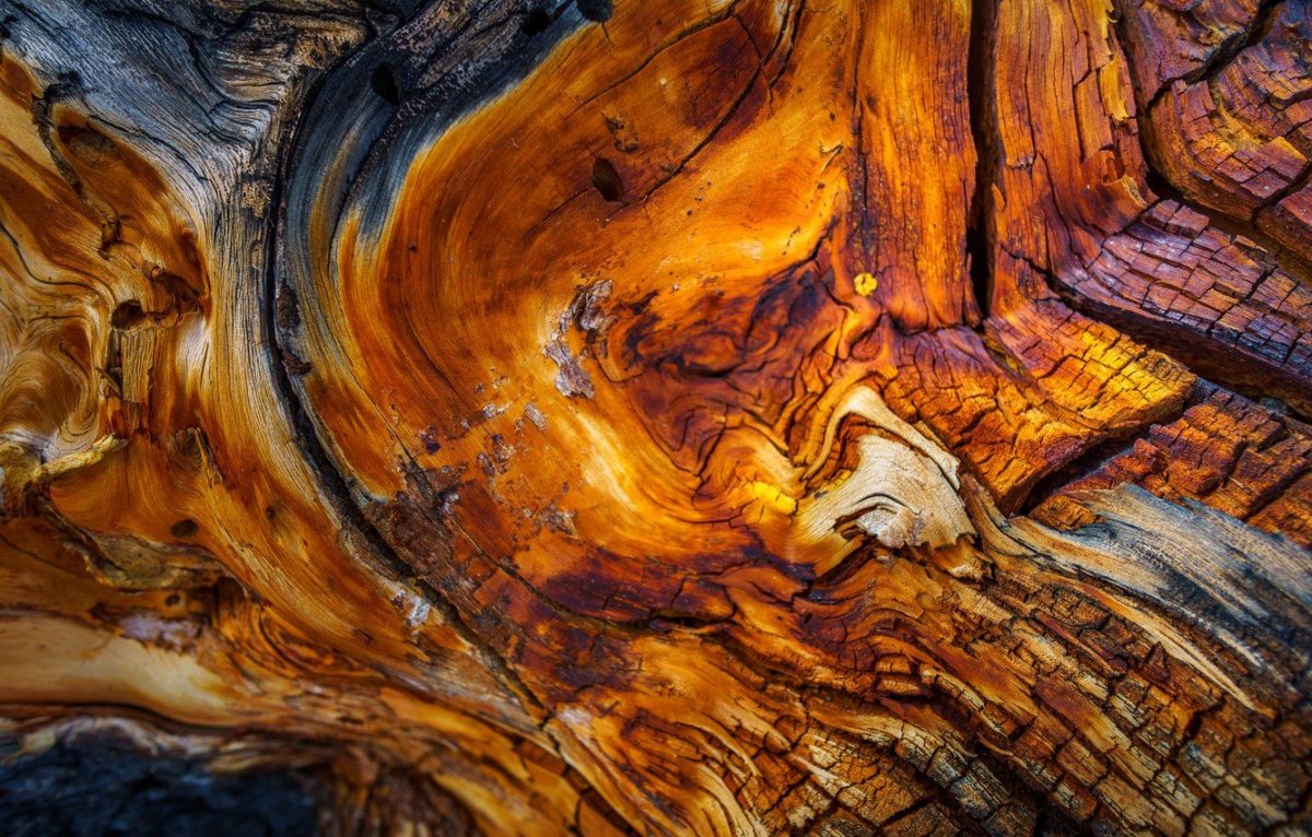 Дерево в разрезе