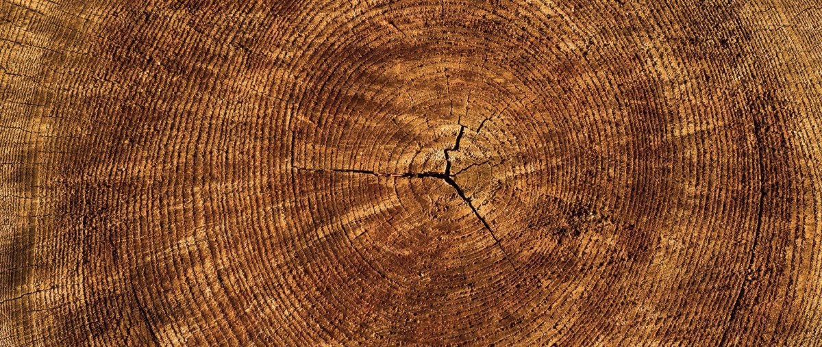 Срез дерева фактура