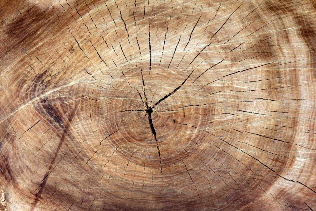 Распил дерева текстура