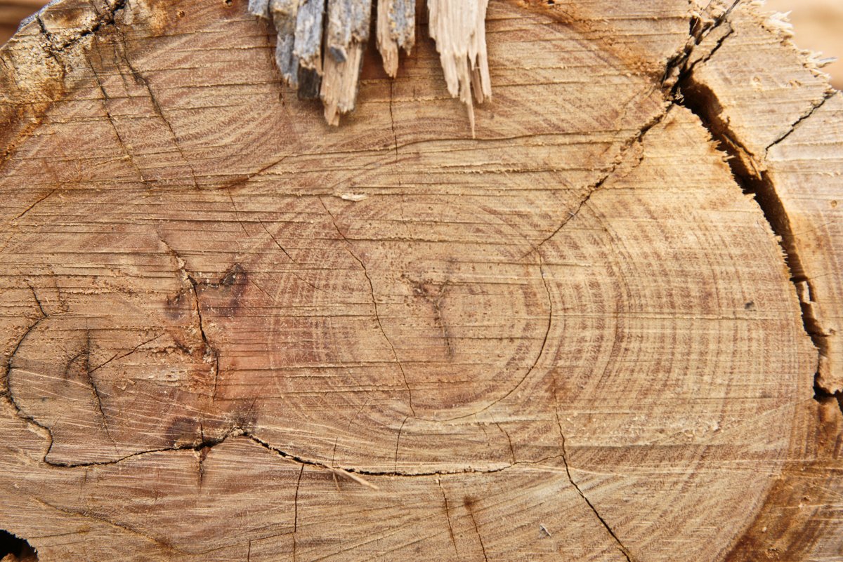 Срез дерева доска