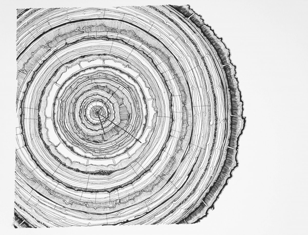 Дерево в разрезе