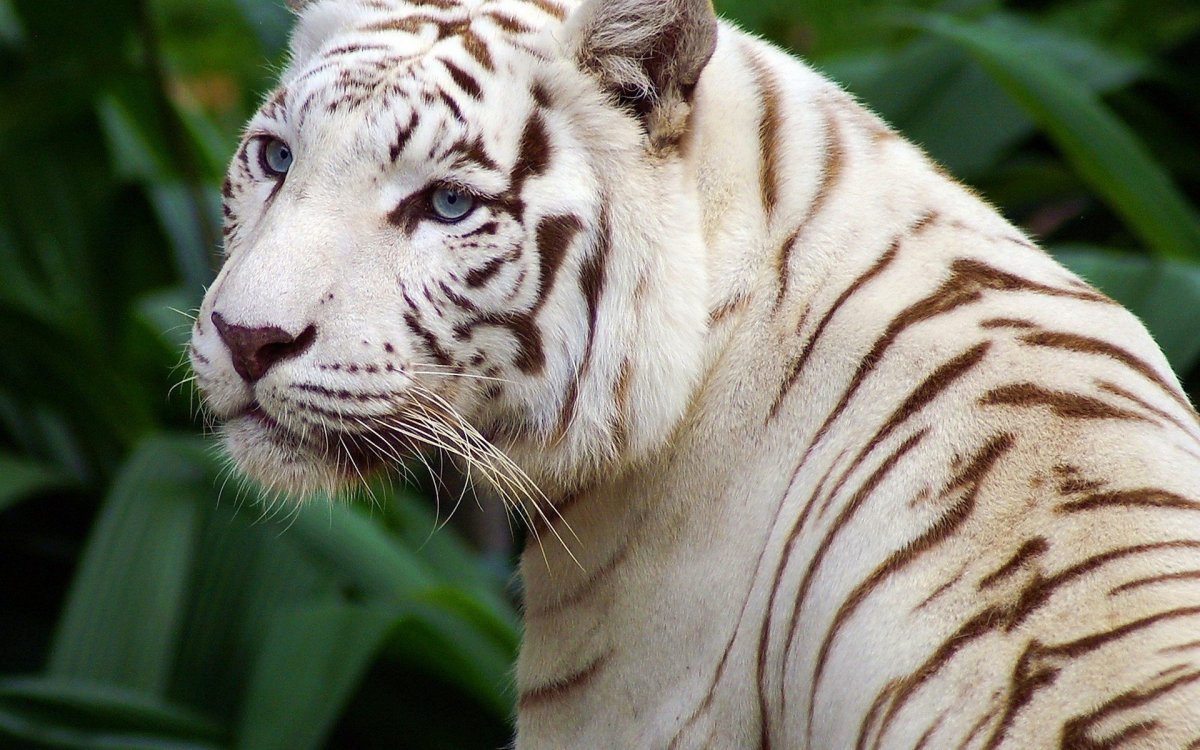 Белый тигр обои