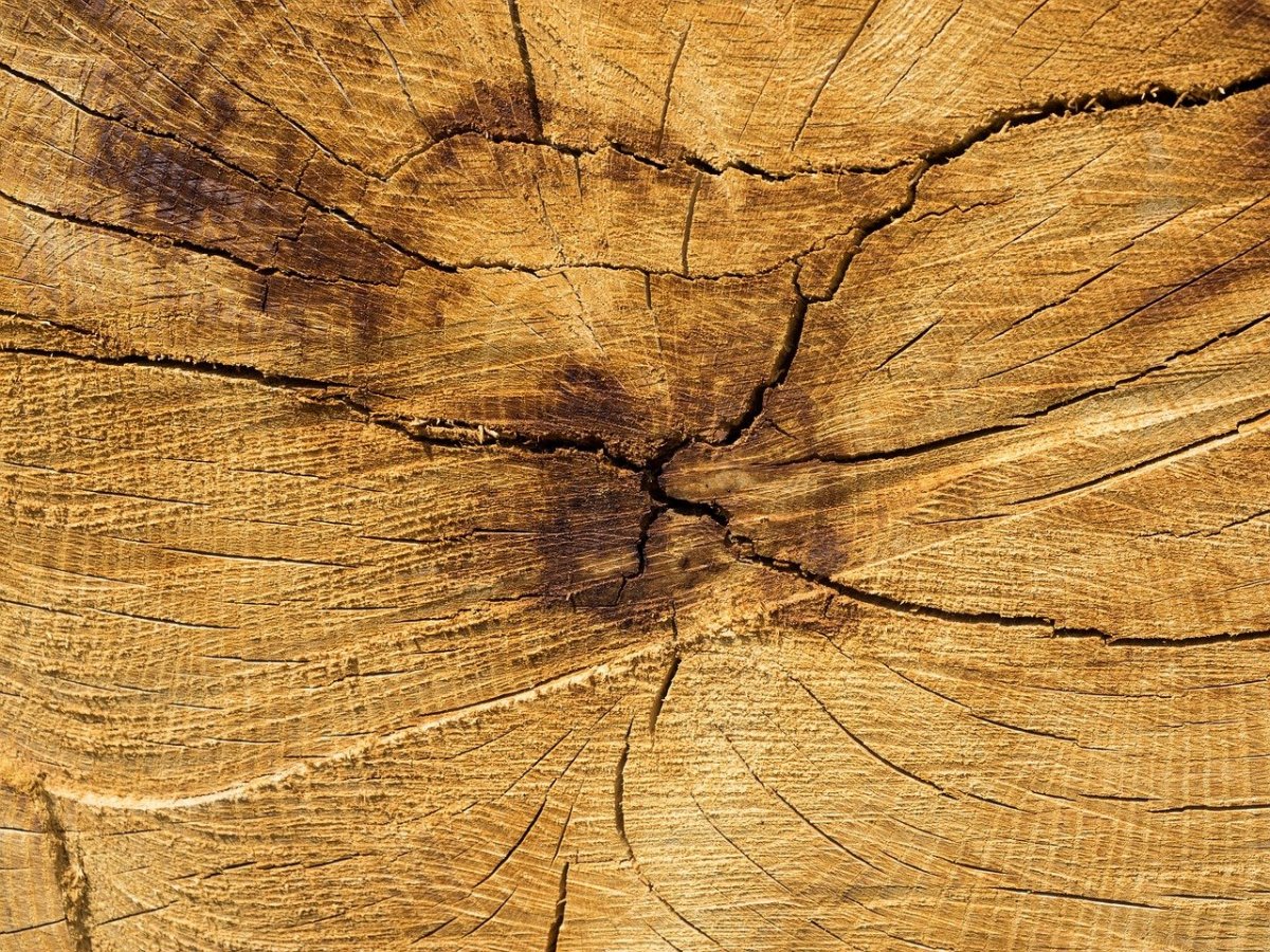 Текстура дерева дуб - 62 фото