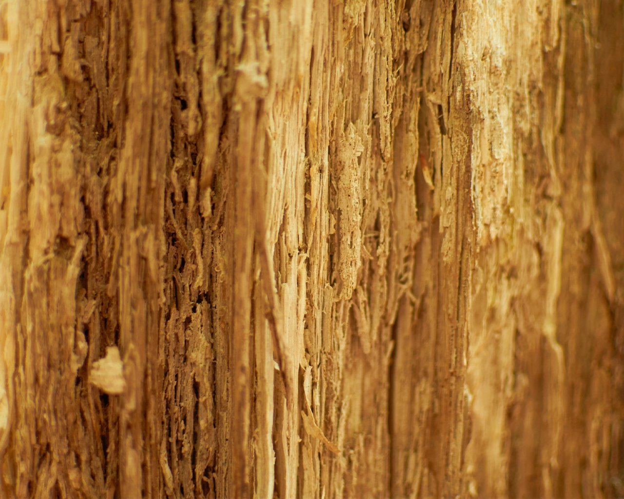 Древесные волокна у растений. Древесные волокна. Текстура древесных волокон. Волокна дерева текстура. Волокнистое дерево.