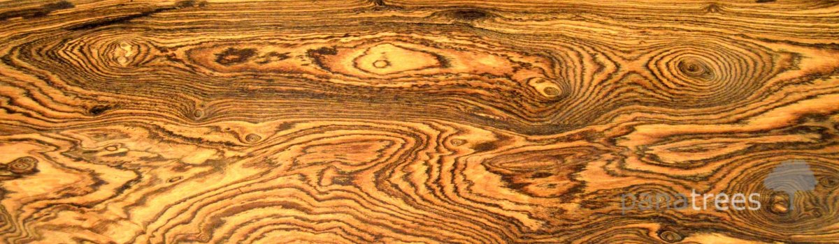 Карагач фактура древесины