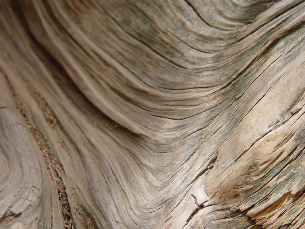 Волокна древесины