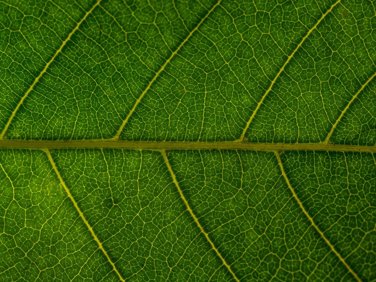 Фактура листьев