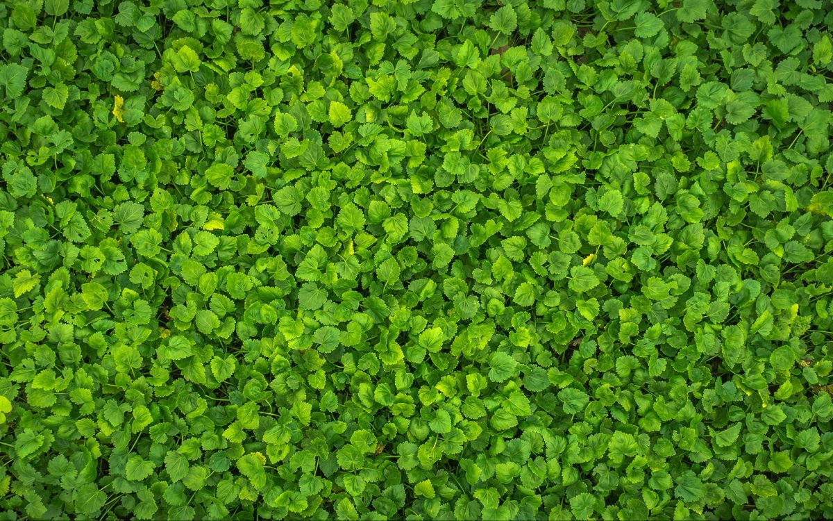 Текстура листвы