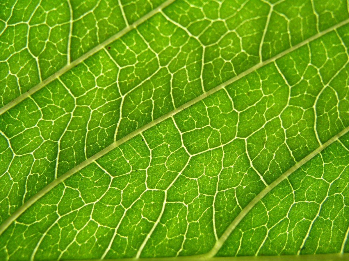 Текстура листа