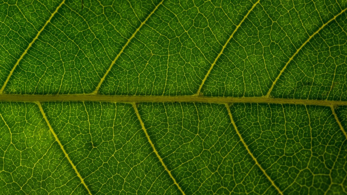 Текстура листвы