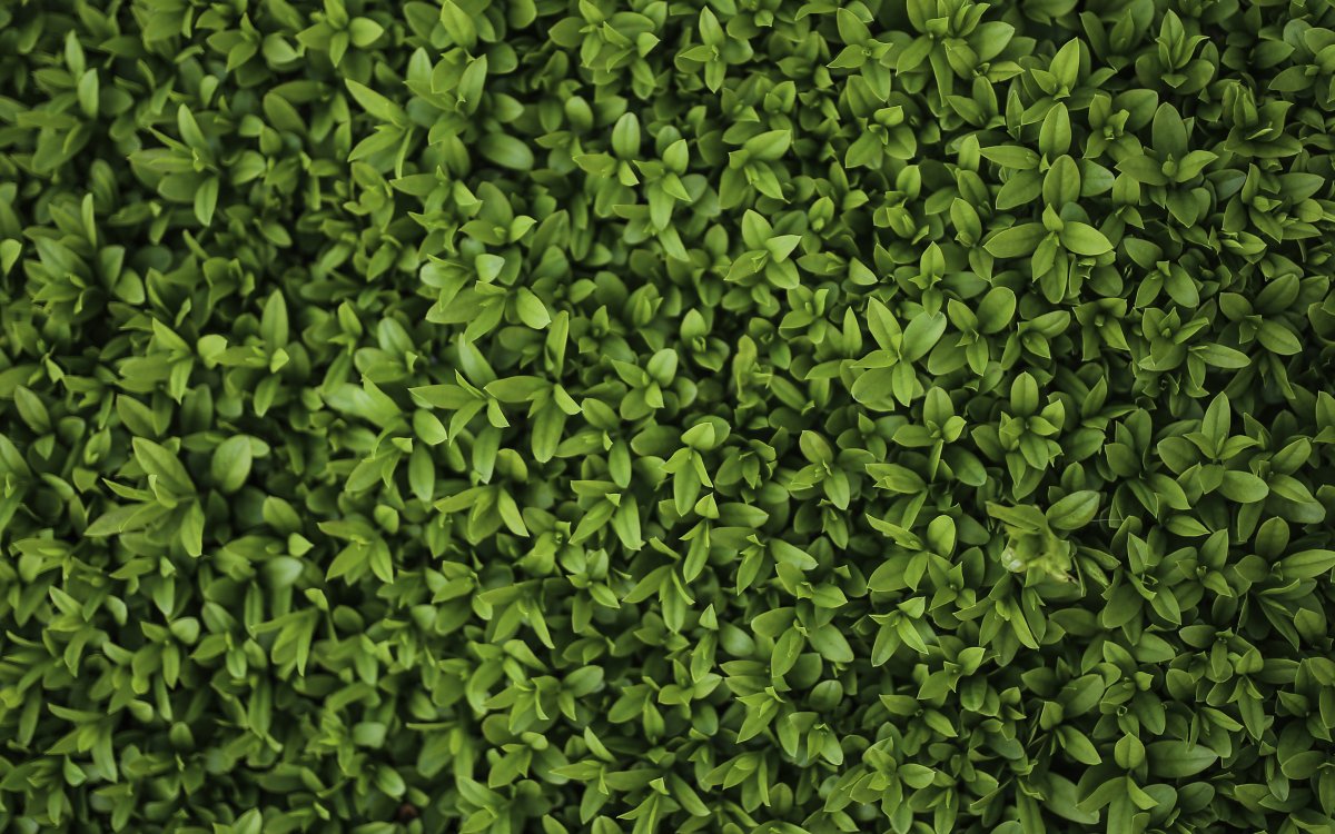 Листья вид сверху