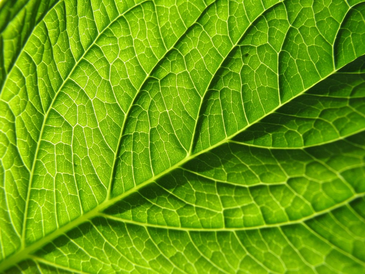 Бесшовная фактура листа растения