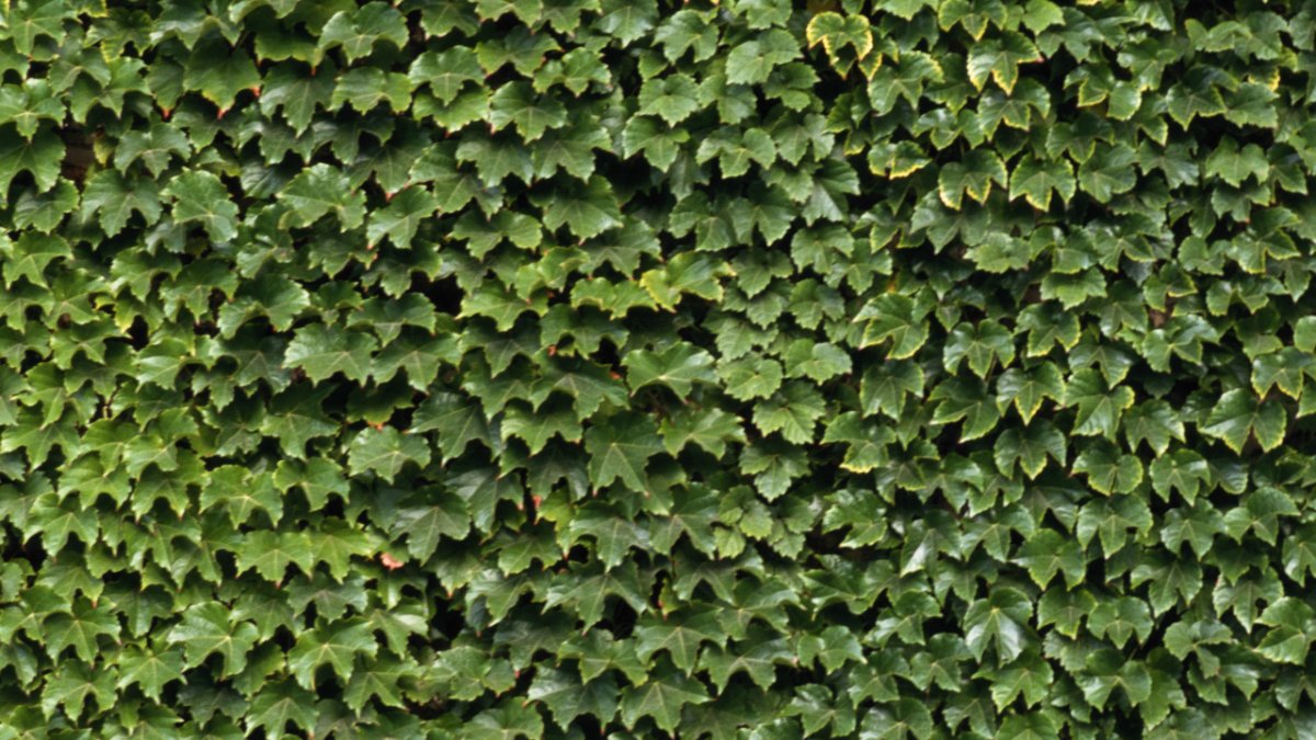 Текстура листвы