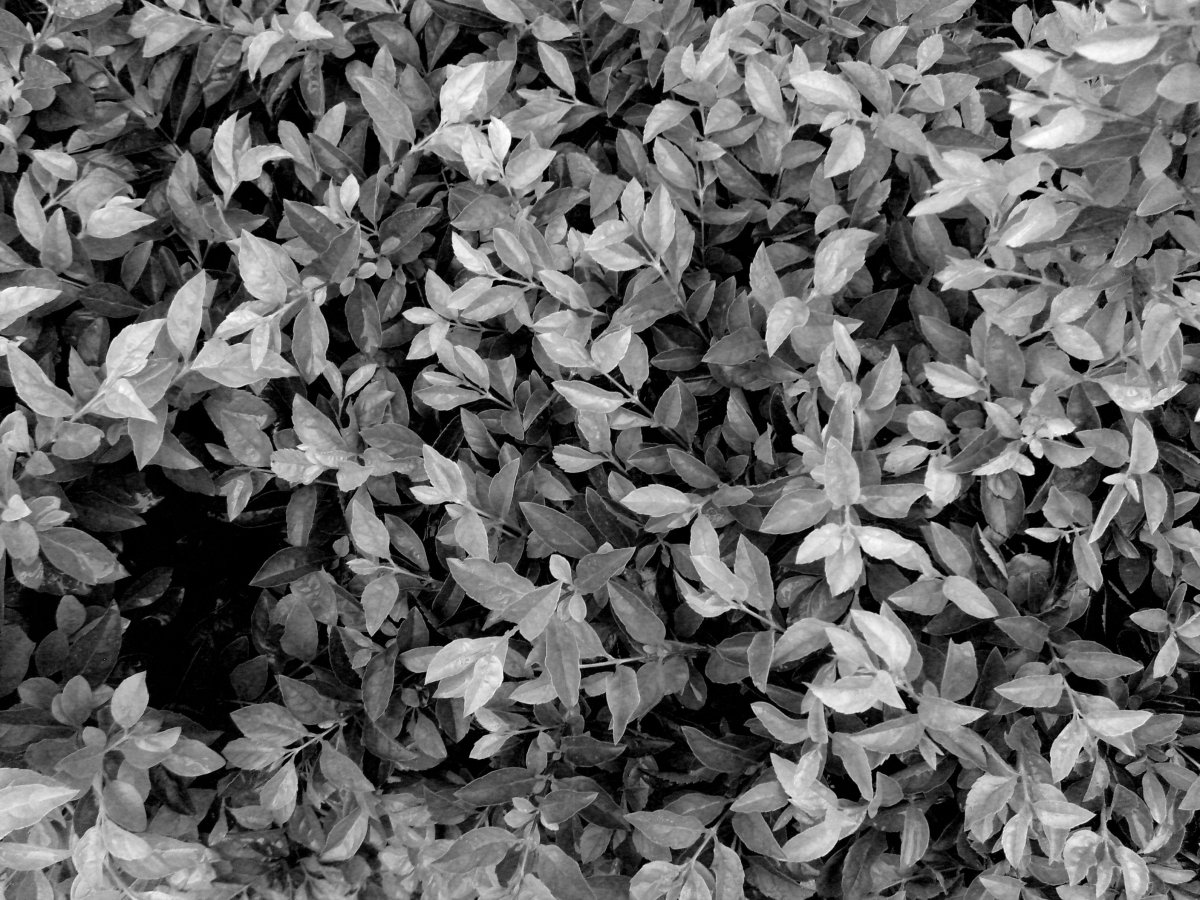 Листва черно белая
