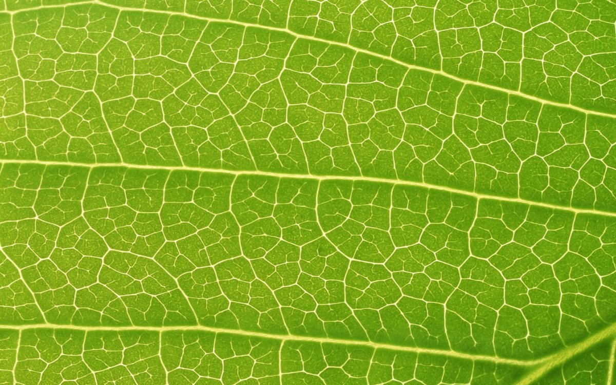 Фактура растений