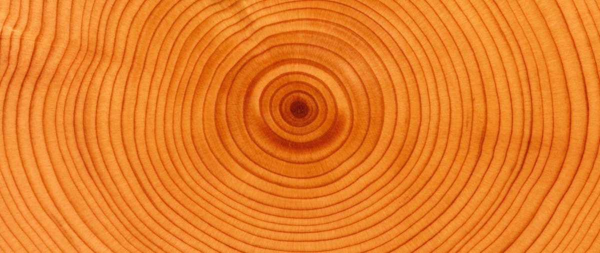 Лиственница срез