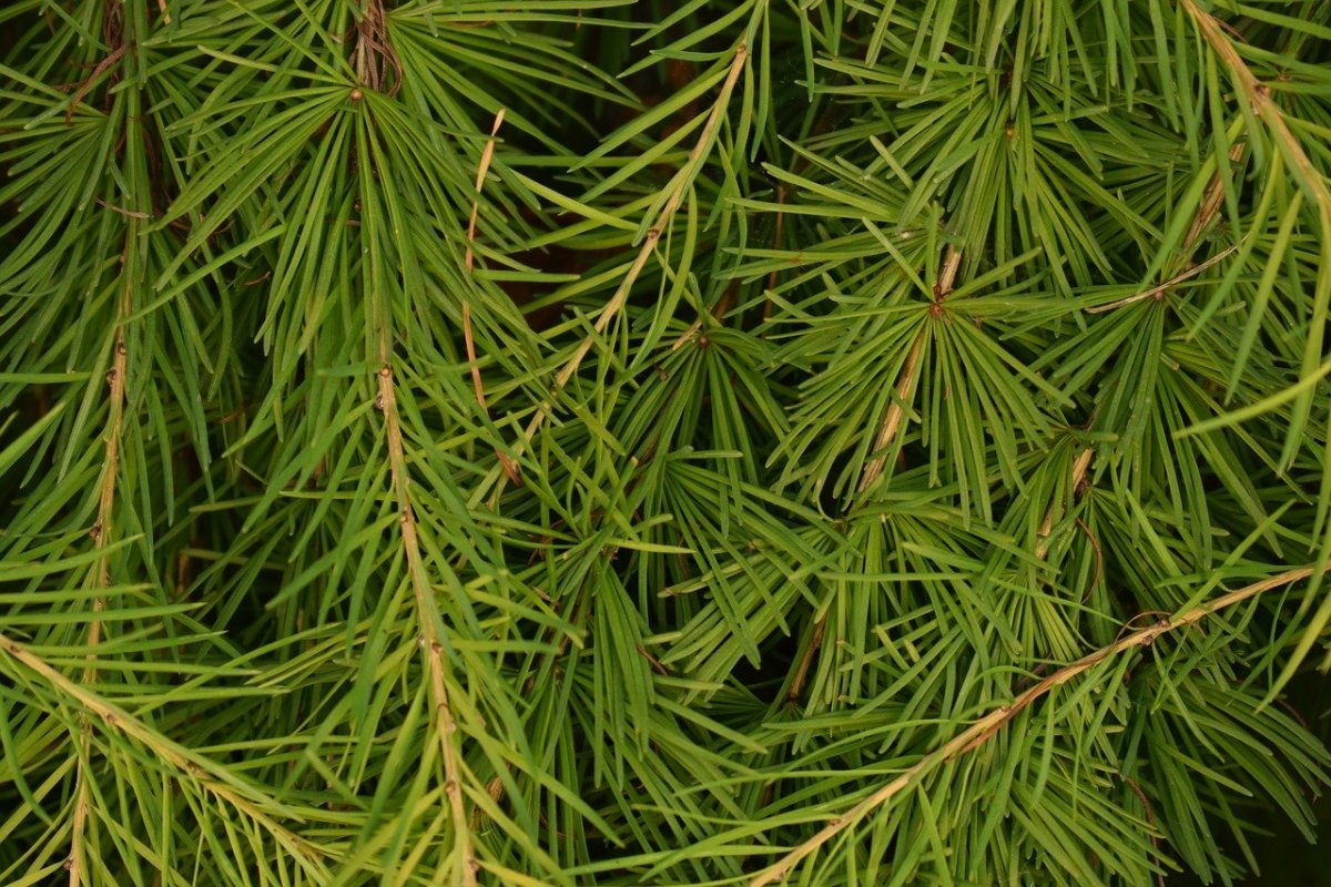 Окрас хвои лиственница