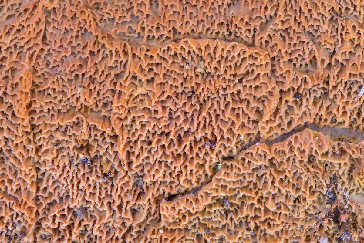 Ножка гриба текстура