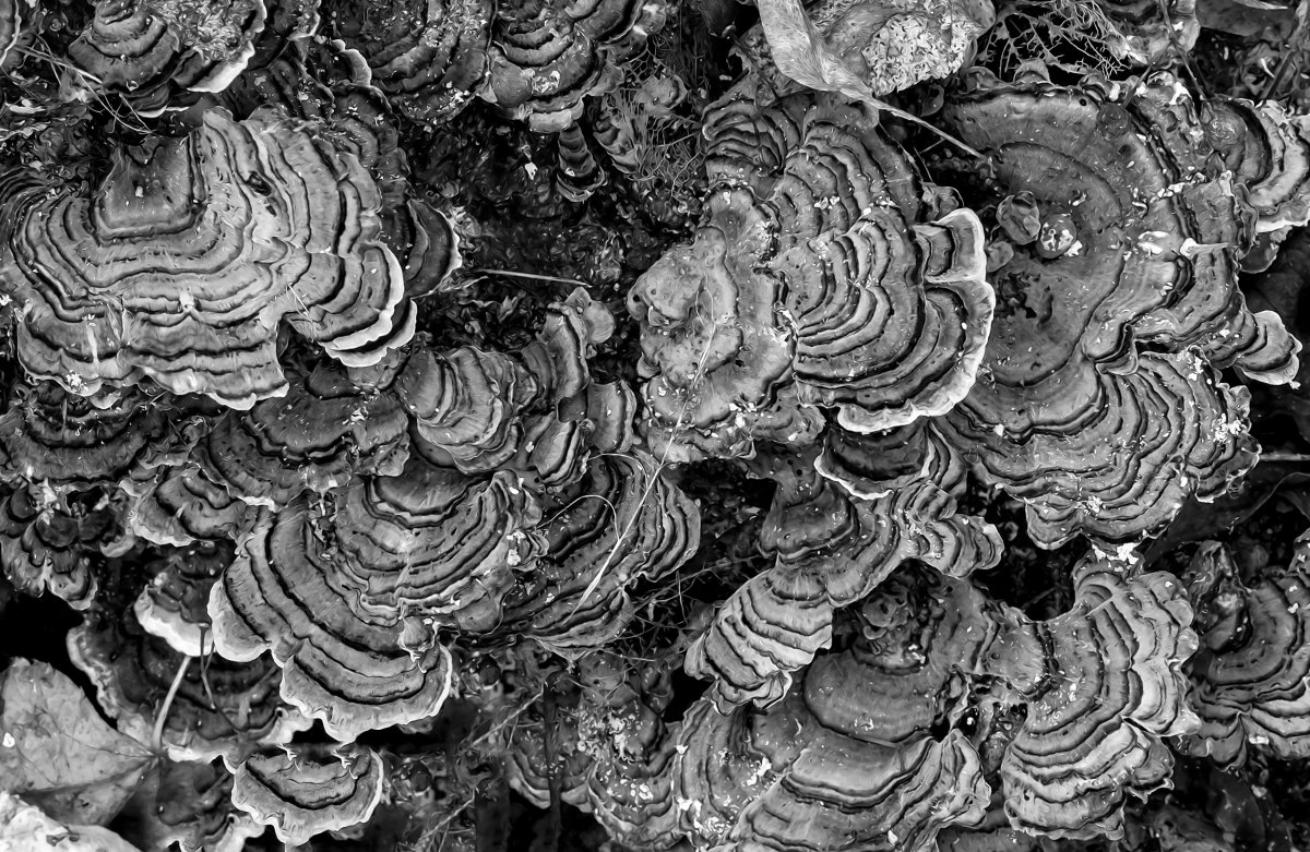 Грибы черно-белые фактура