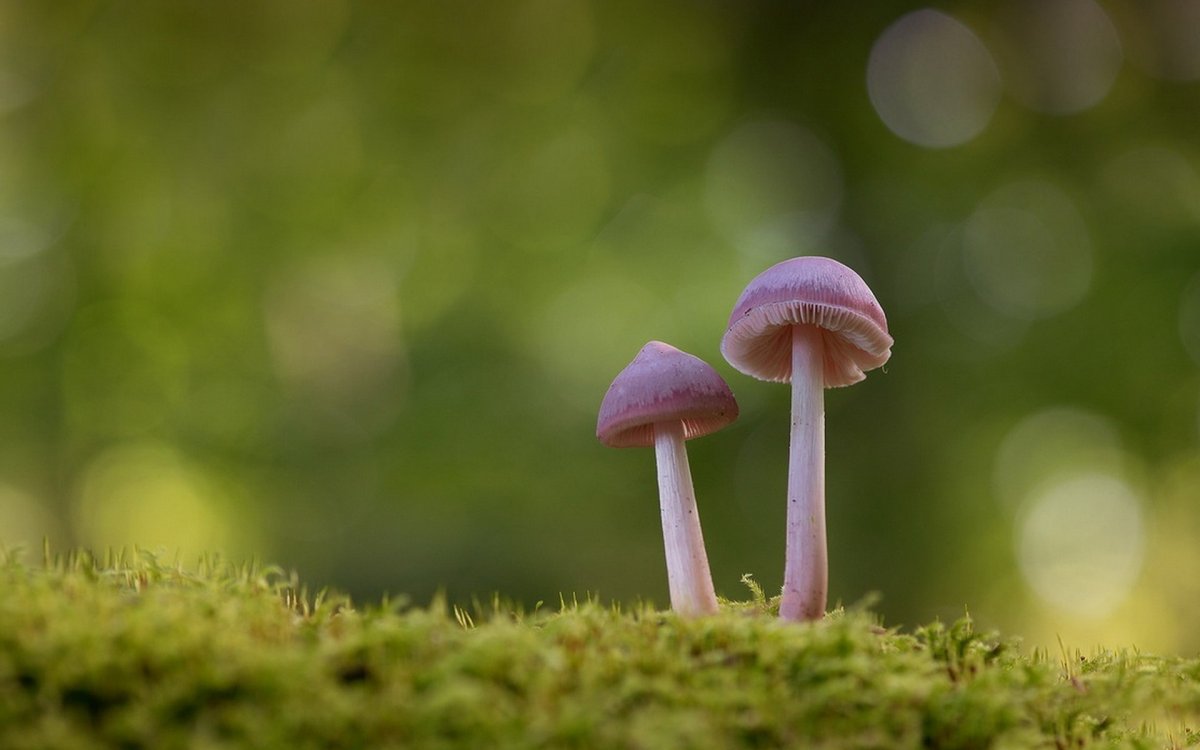 Текстура гриба