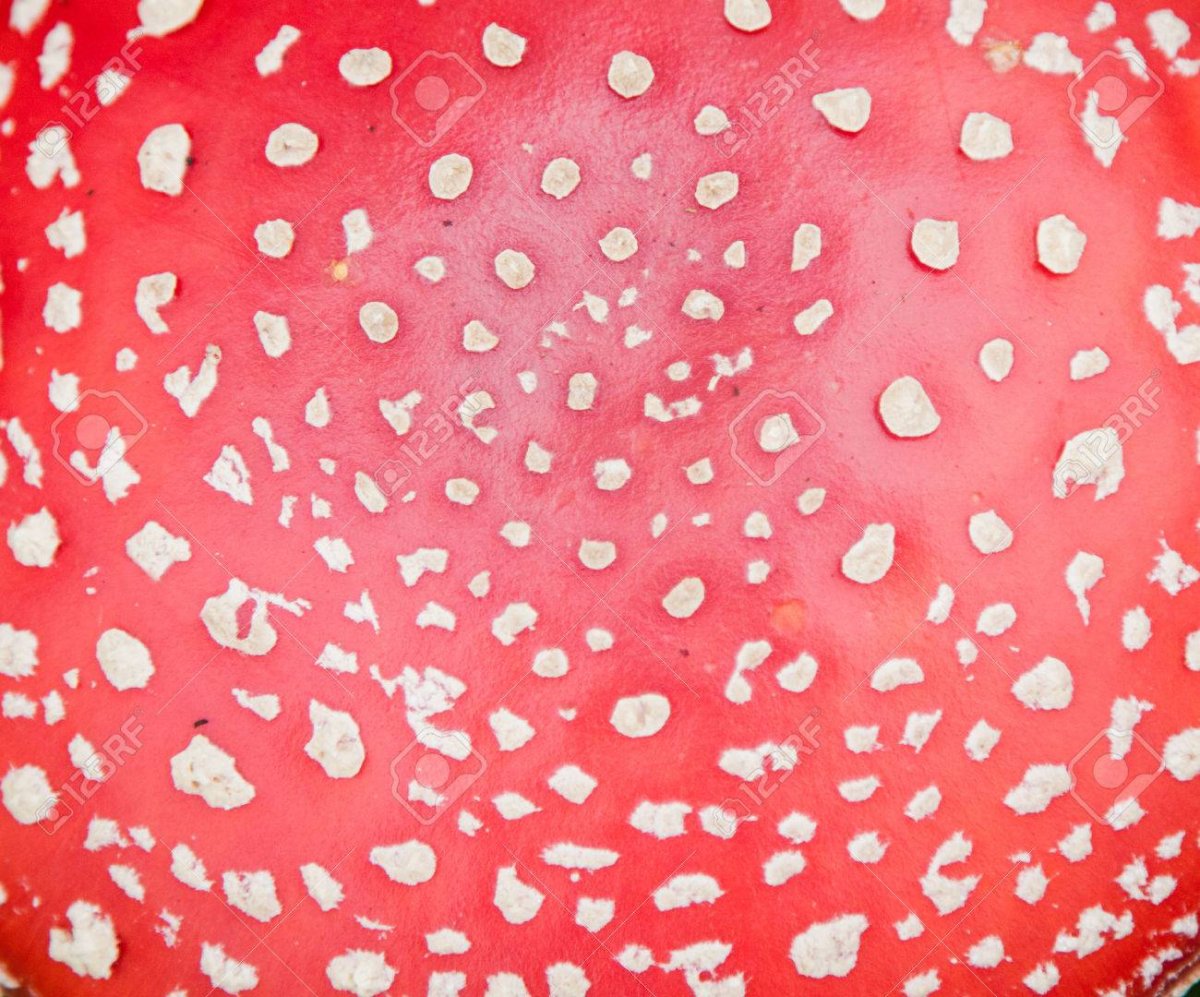 Фон для рисования грибов