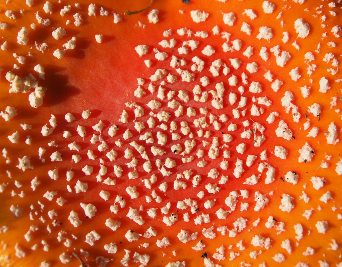 Фактура гриба