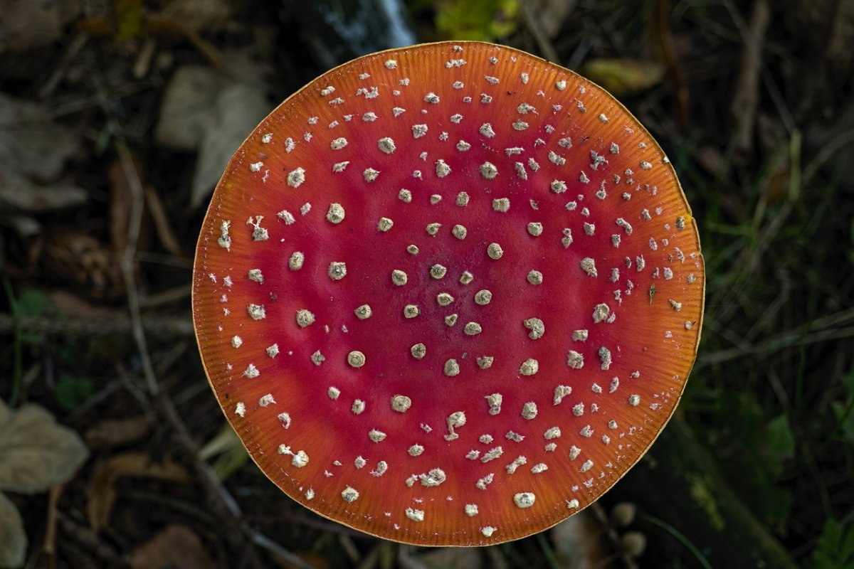 Текстура шляпки гриба