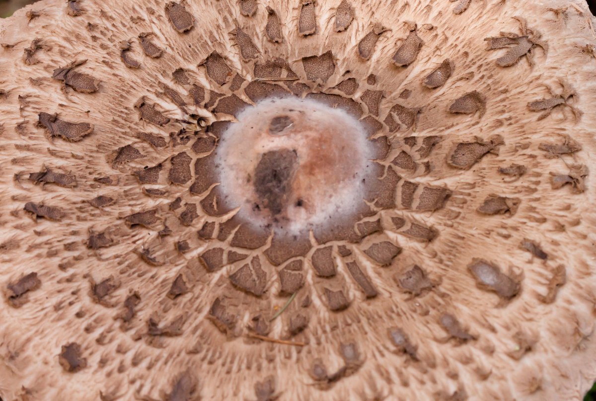 Симметричный гриб