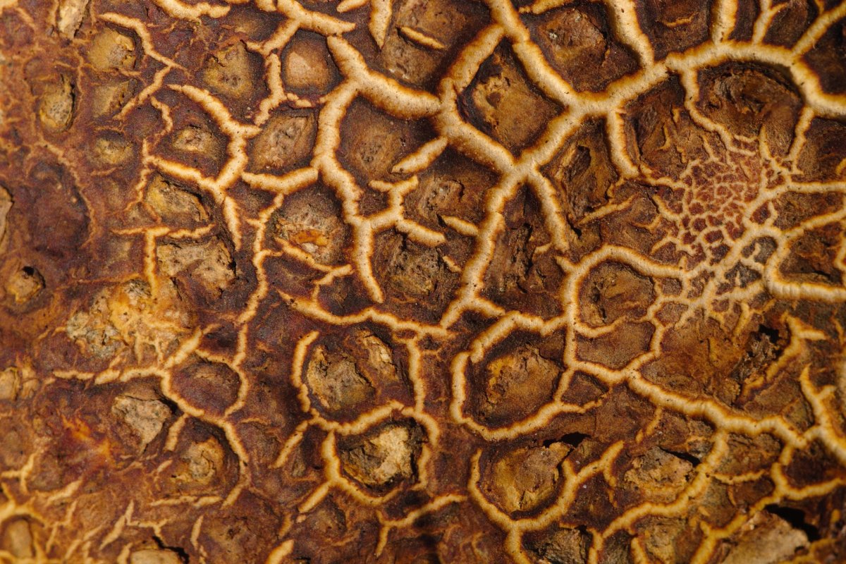 Шляпочные грибы мухомор гриб