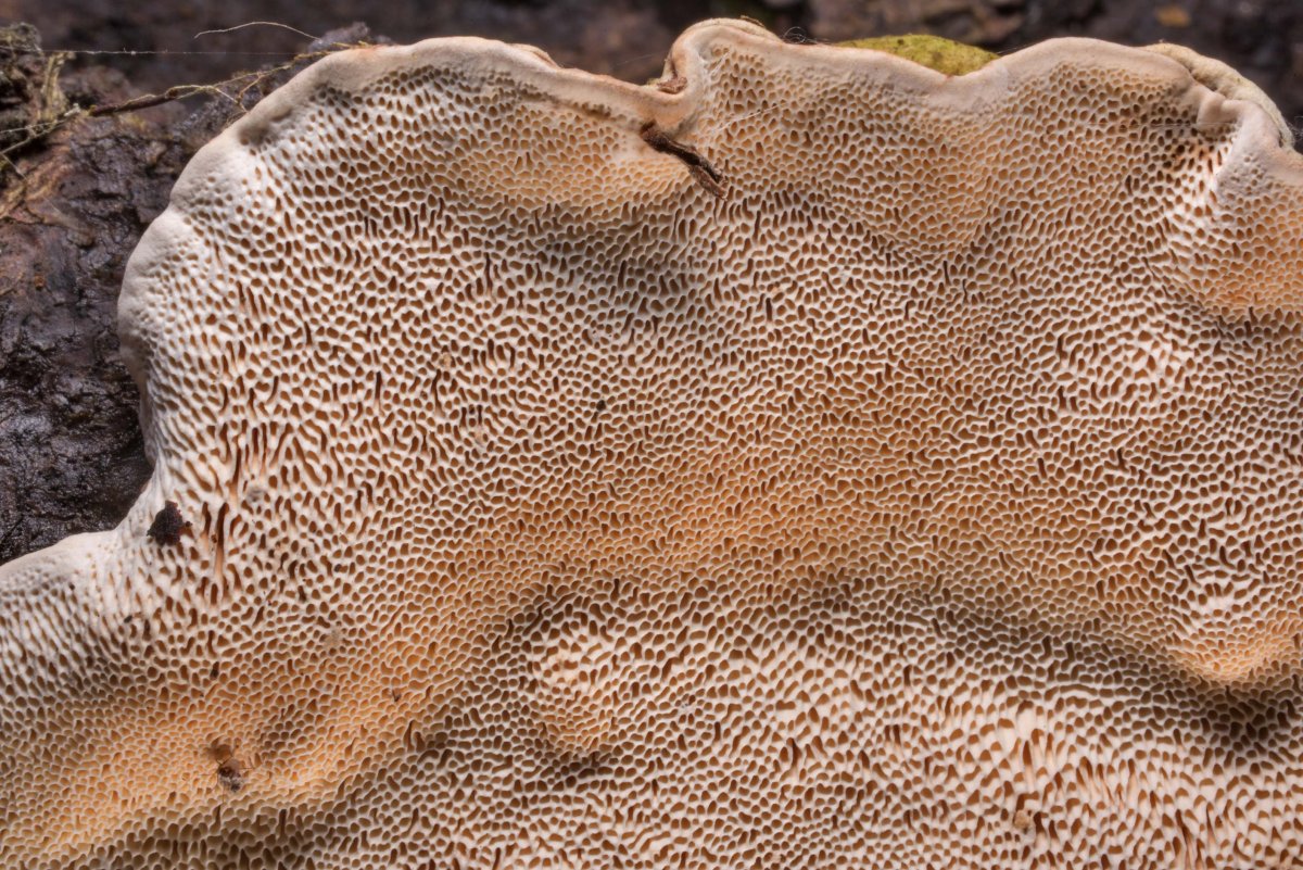 Древесный гриб текстура