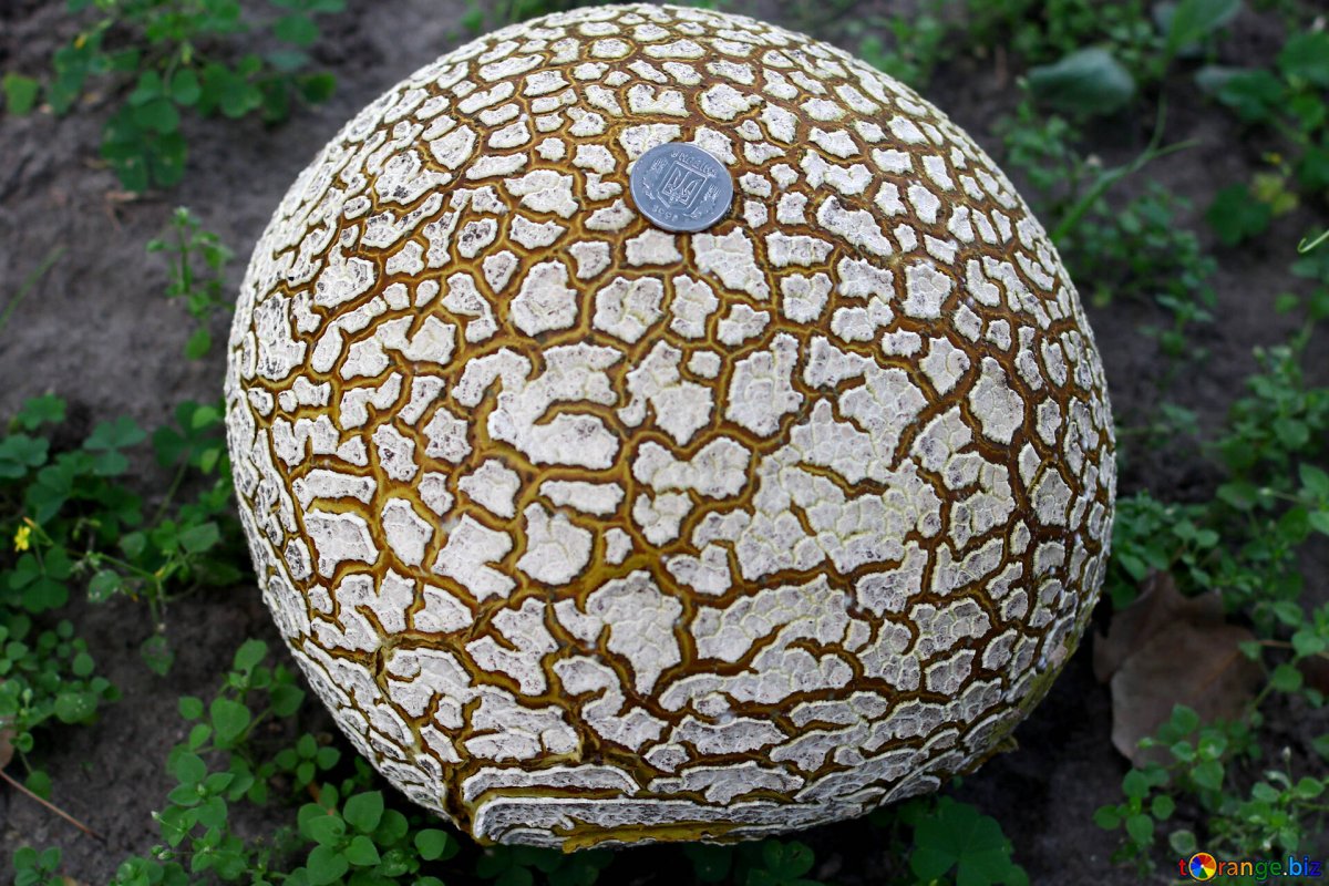 Шампиньоны под шляпкой