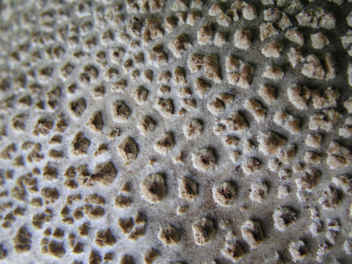 Текстура гриба