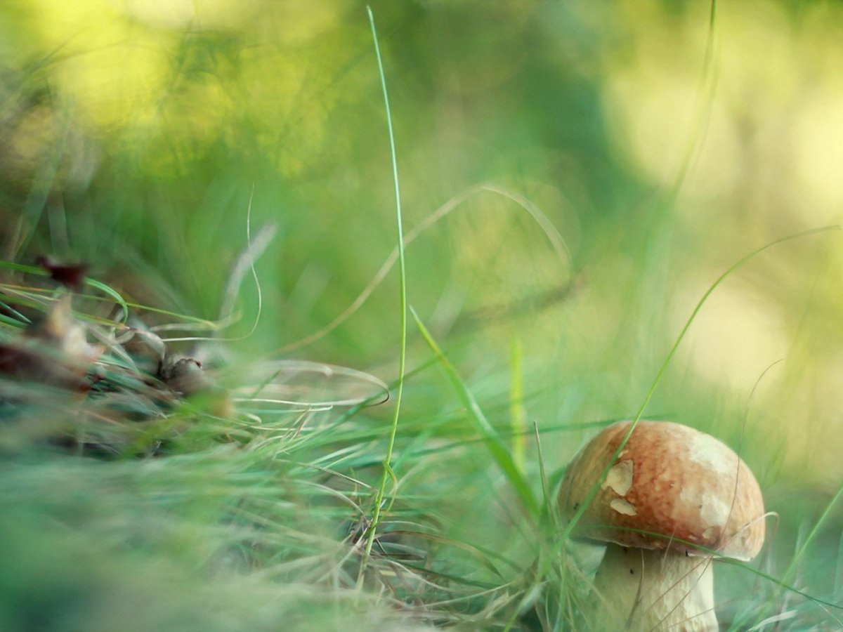 Красивый гриб споры