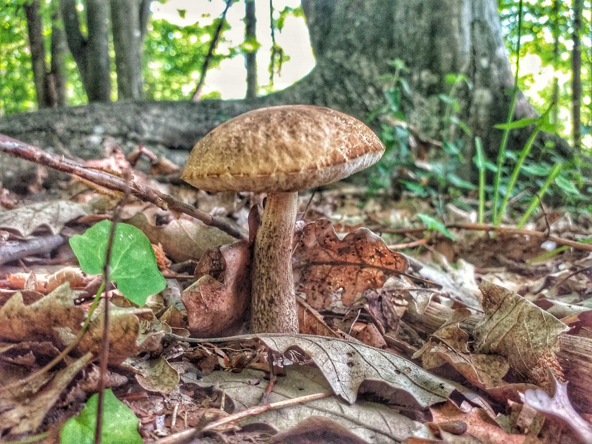 Текстура гриба