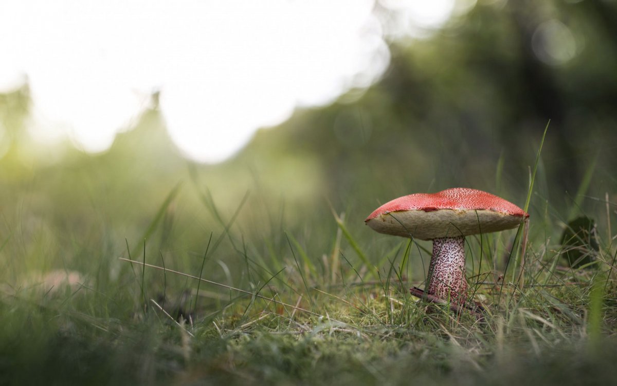 Красивые грибочки