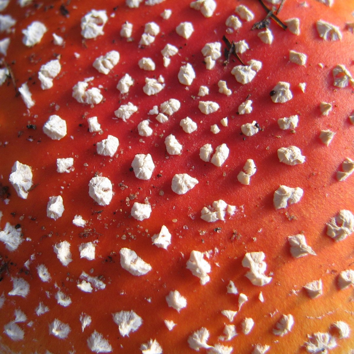 Макро гриб светящийся