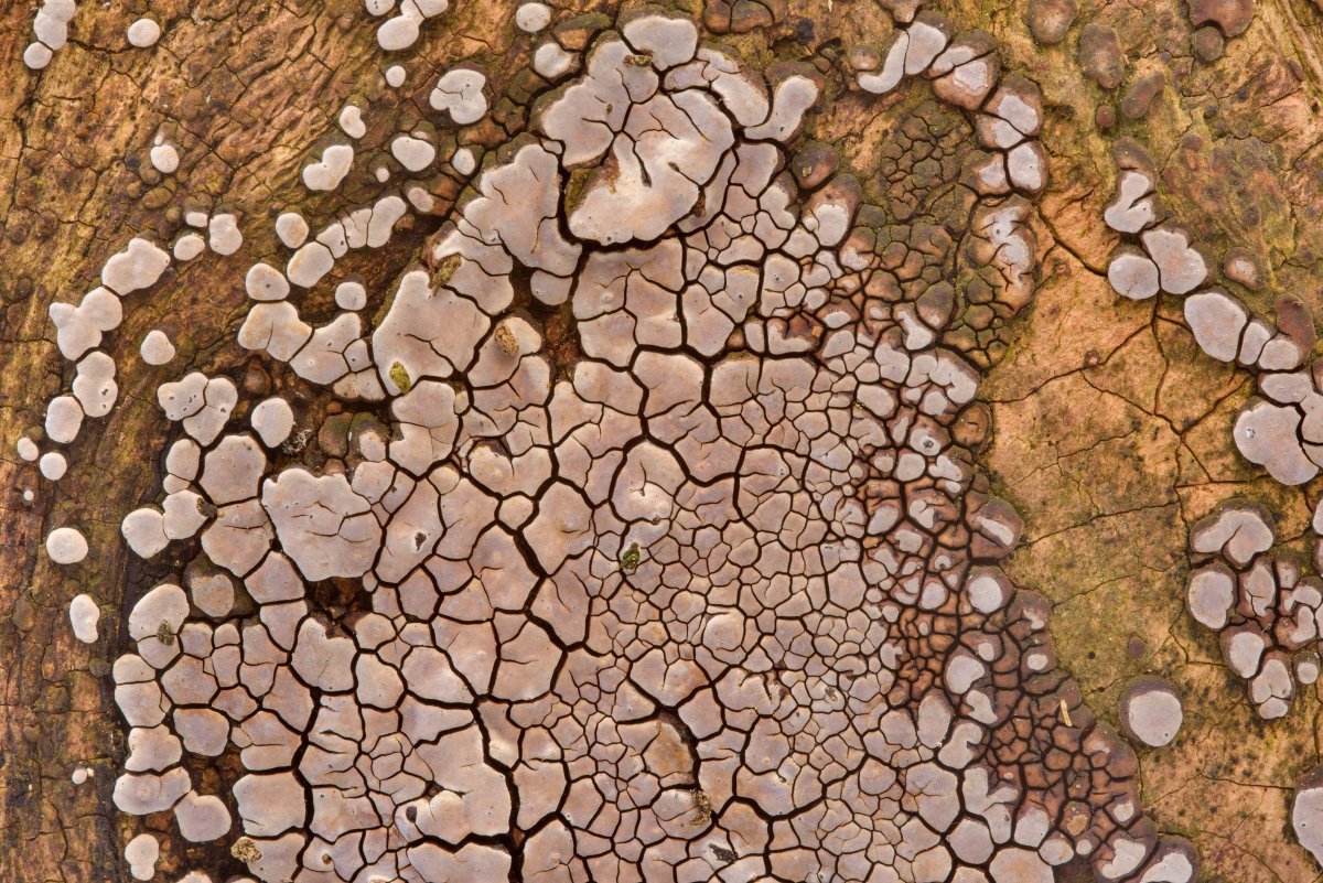 Фактура гриба