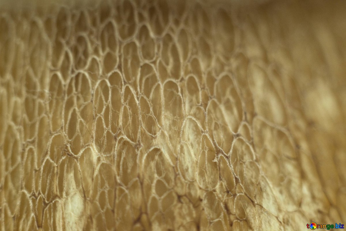 Текстура гриба