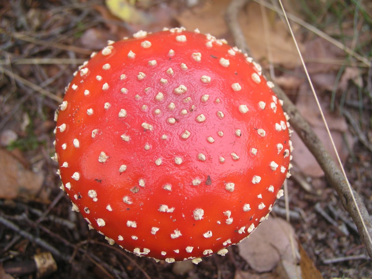 Мухомор Элиаса