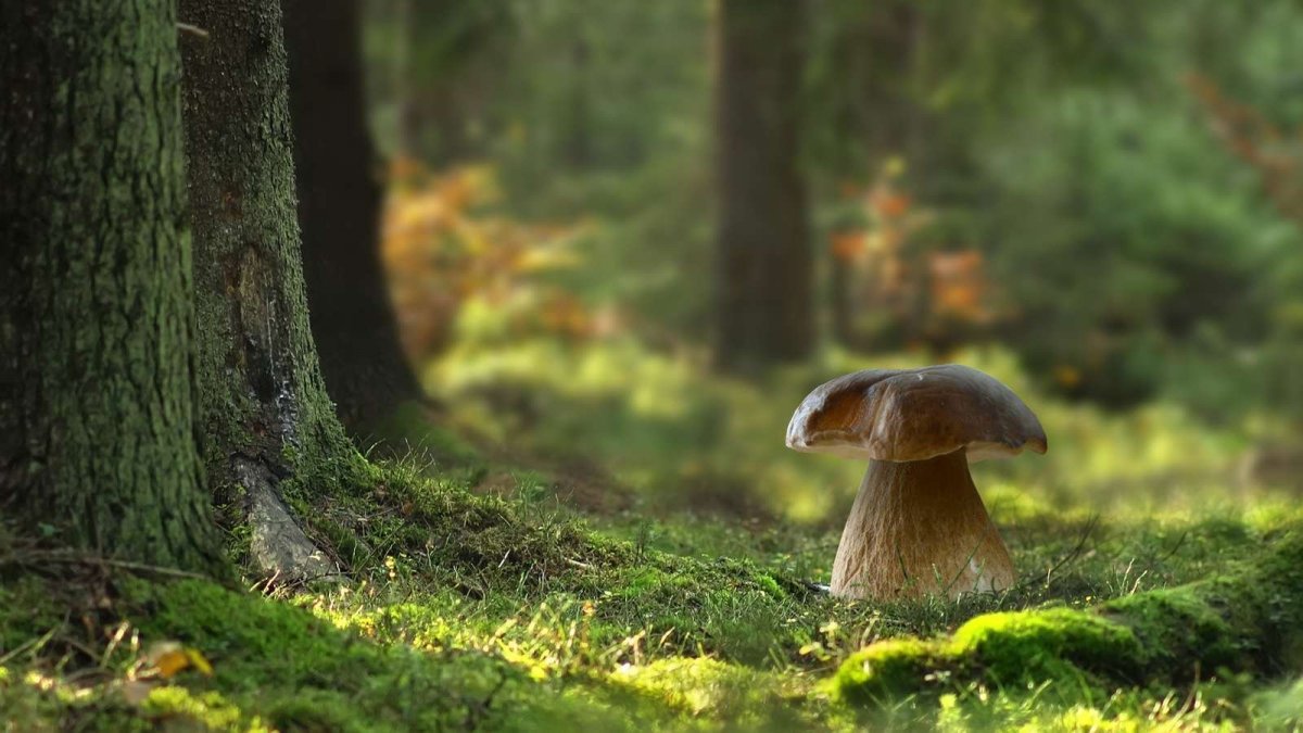 Природные текстуры