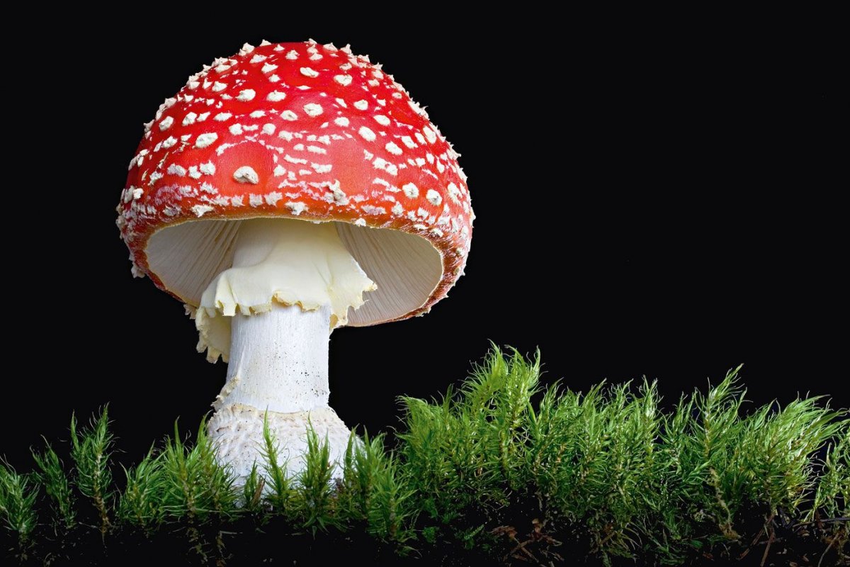 Текстура сыра