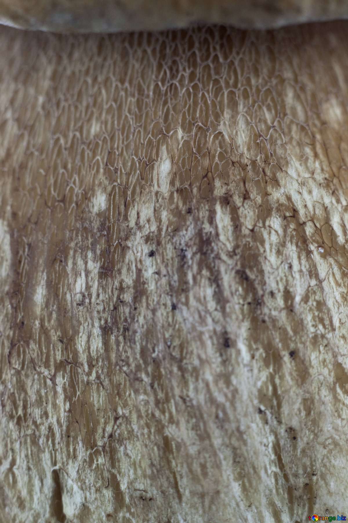 Грибы пластинчатые поганки