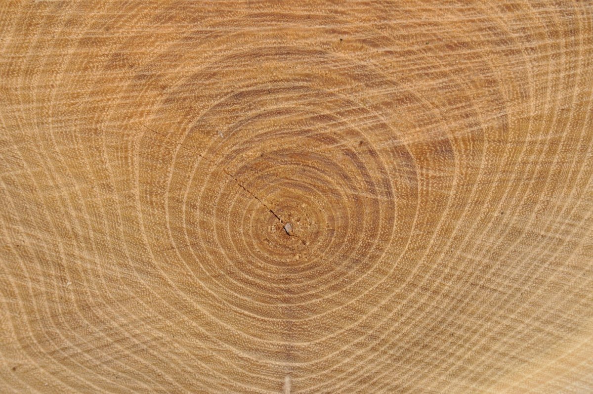 Дерево в разрезе