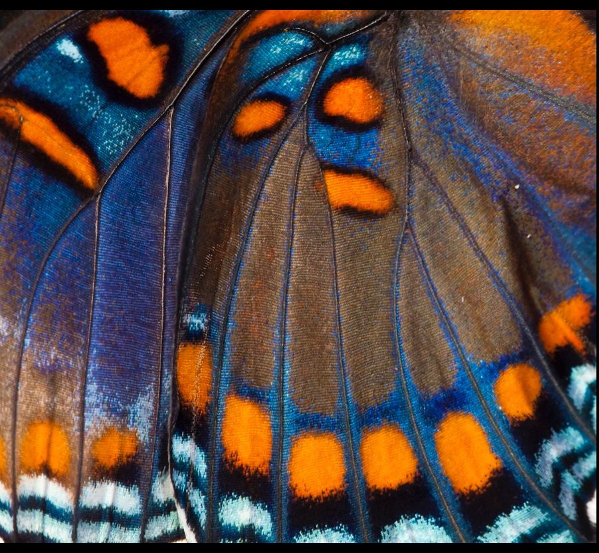 Крыло бабочки книга
